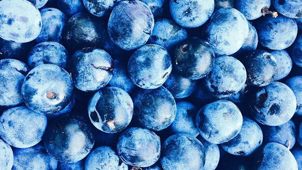 Blueberry