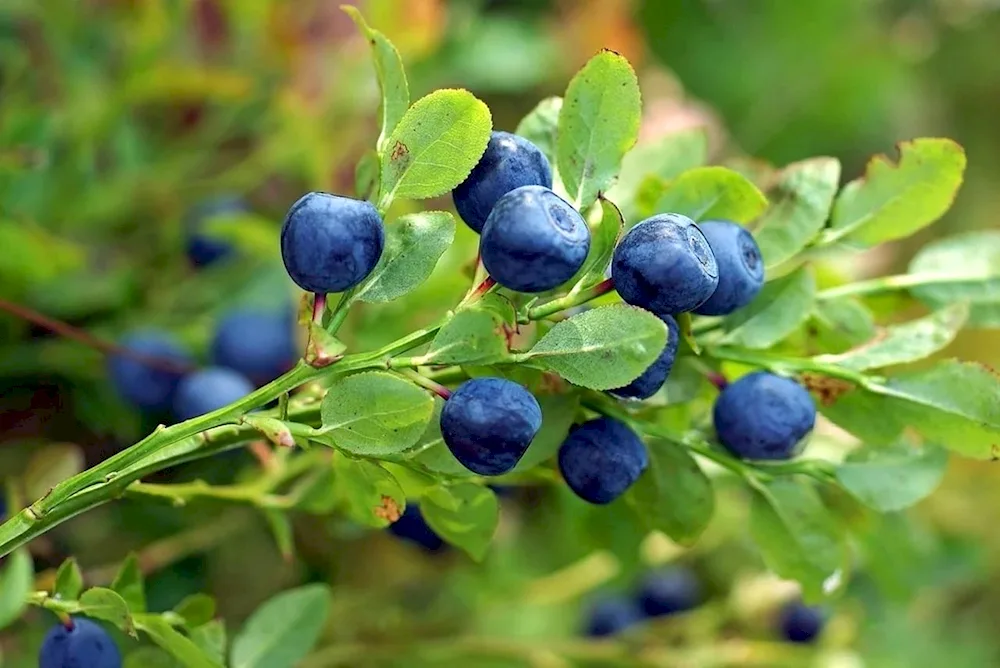 Blueberries 1 berry