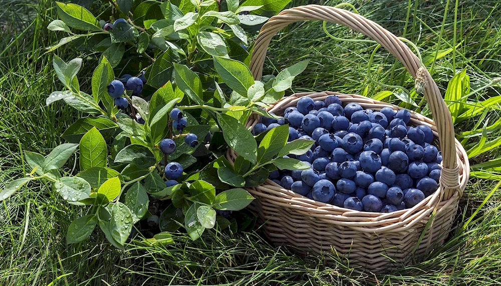 Blackberries Vaccinium myrtillus