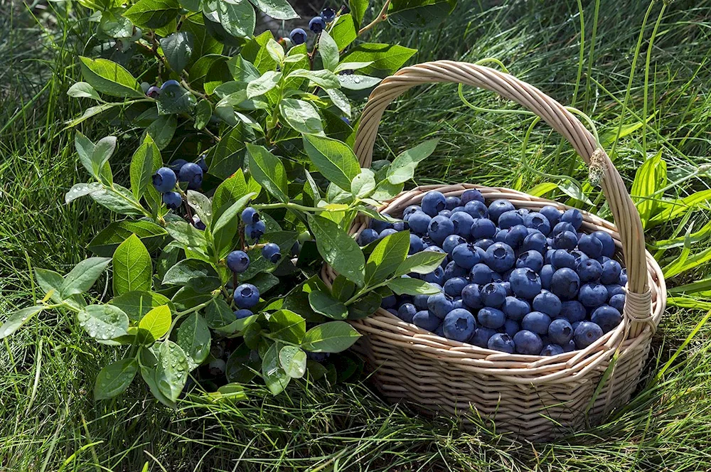 Blackberries Vaccinium myrtillus