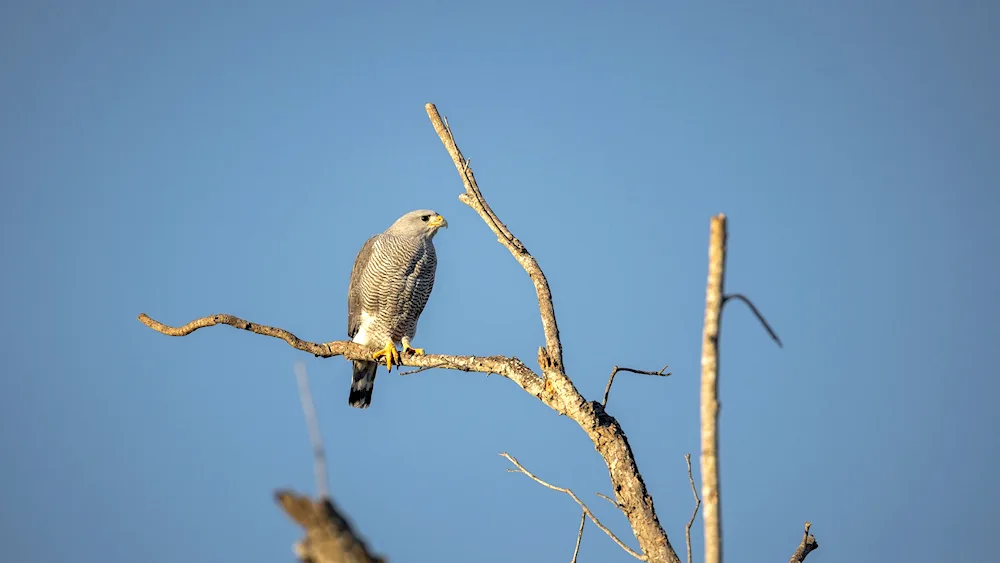 Crested whistler