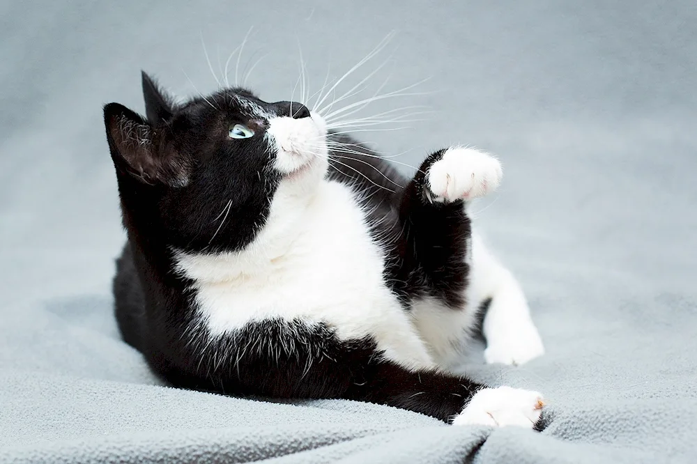 Norwegian Forest cat black and white