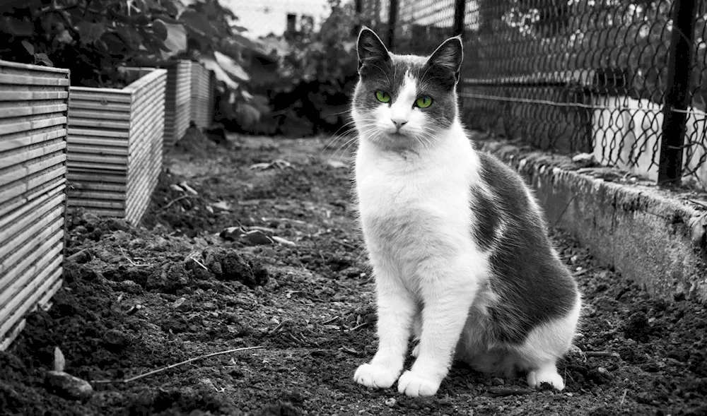 Black and white cat