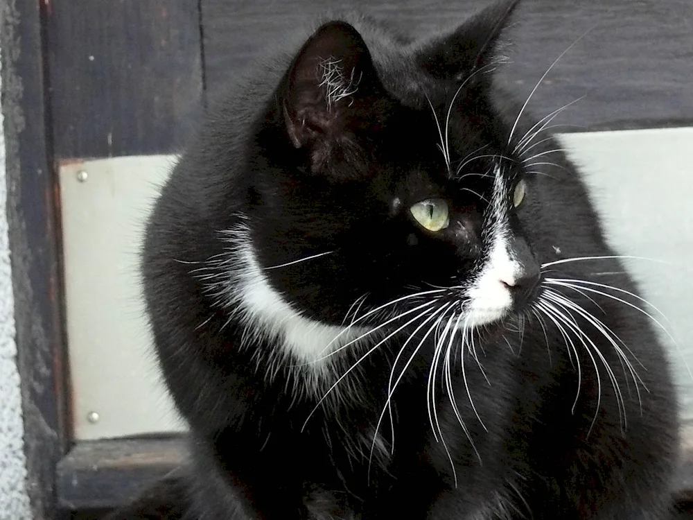 Black kitten with white chest