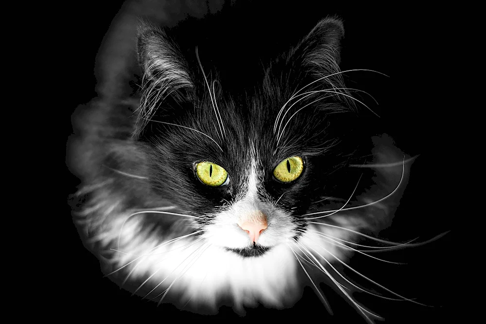 Black and white cat