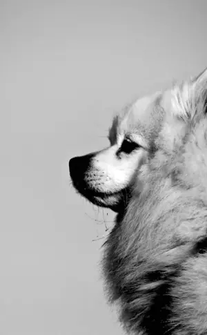 Black and white fluffy dog