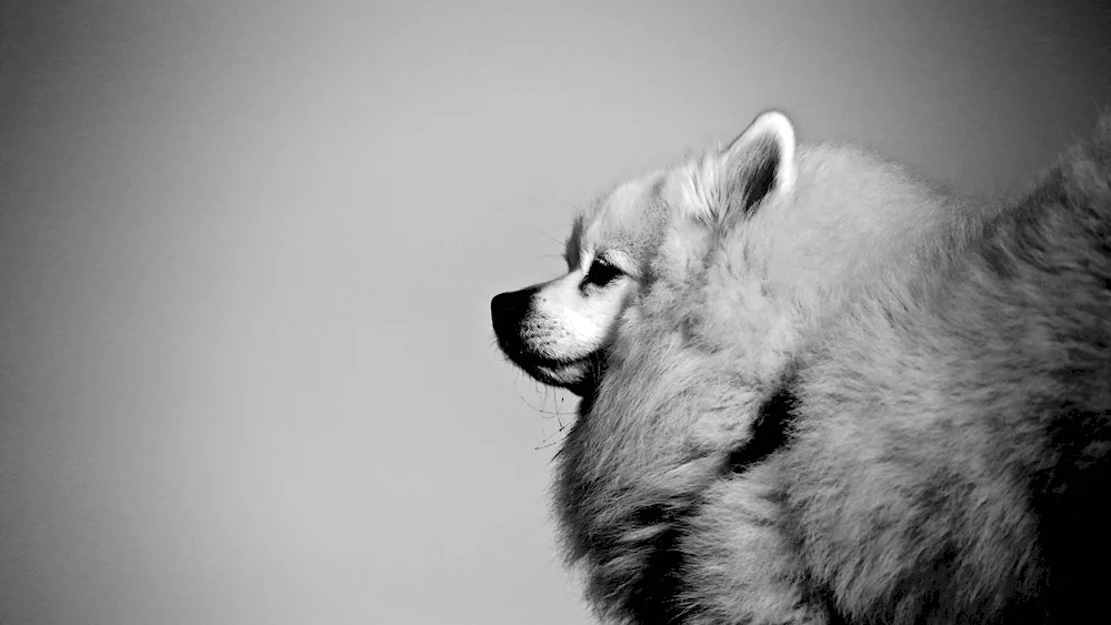 Black and white fluffy dog