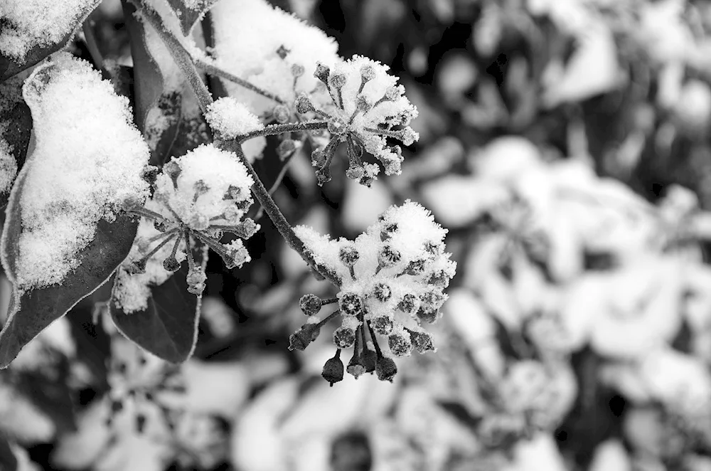 Winter landscape