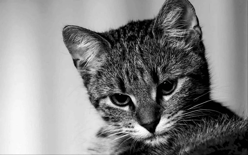 Black white cat on dark background