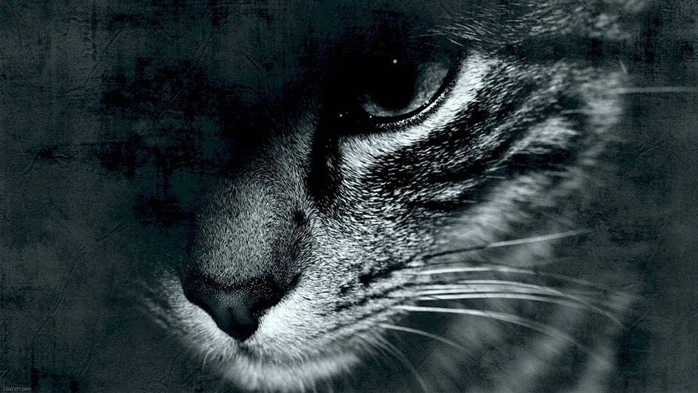 She is a Scottish lop-eared cat
