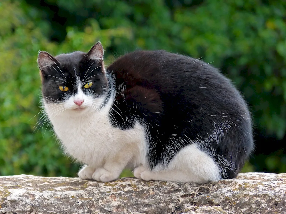 Black and white cat