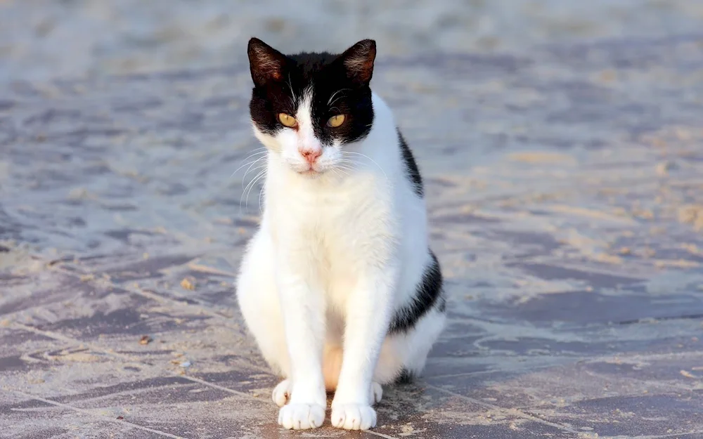 Black and white cat