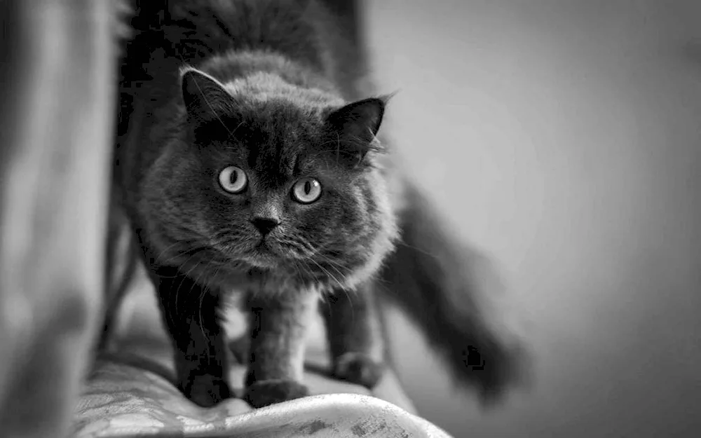 British shorthair cat black