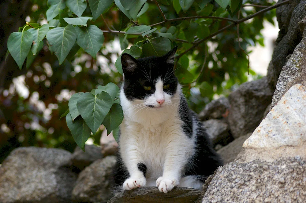 Black and white cat