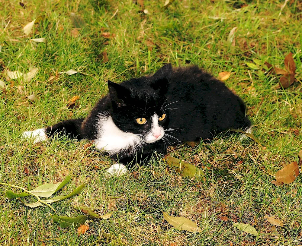 Bombay cat black and white