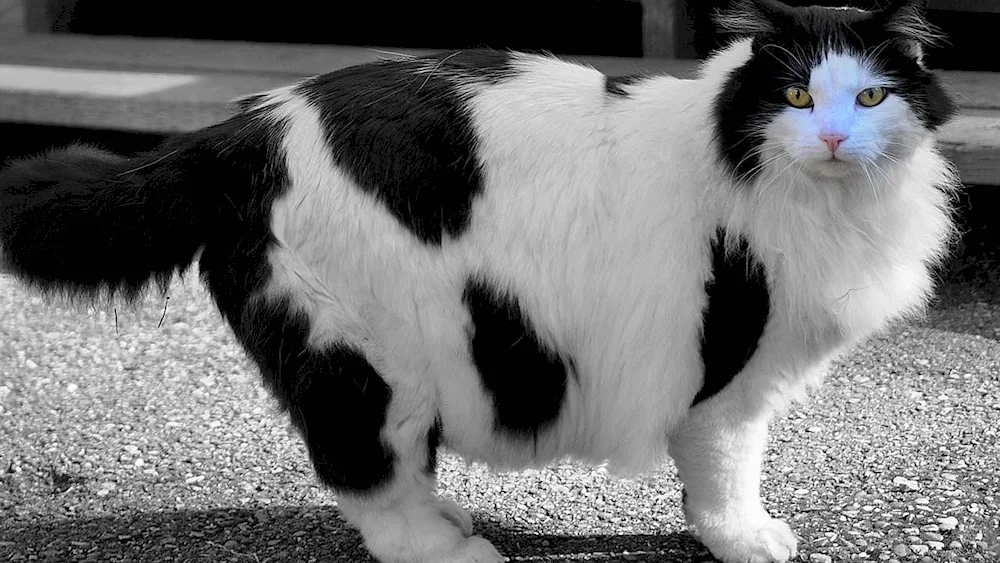 Black and white cat