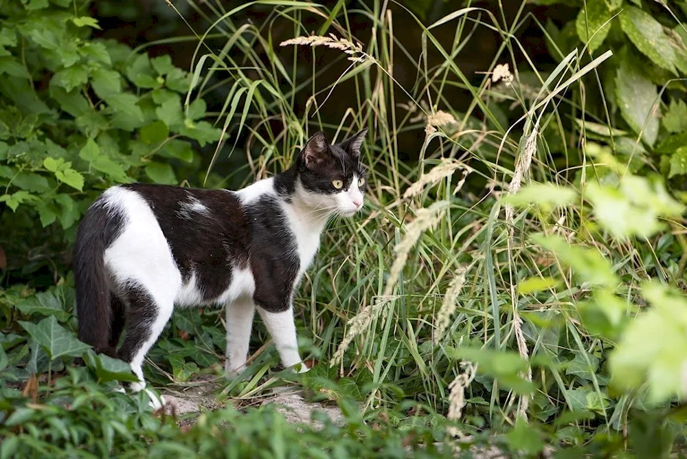 Black and white cat