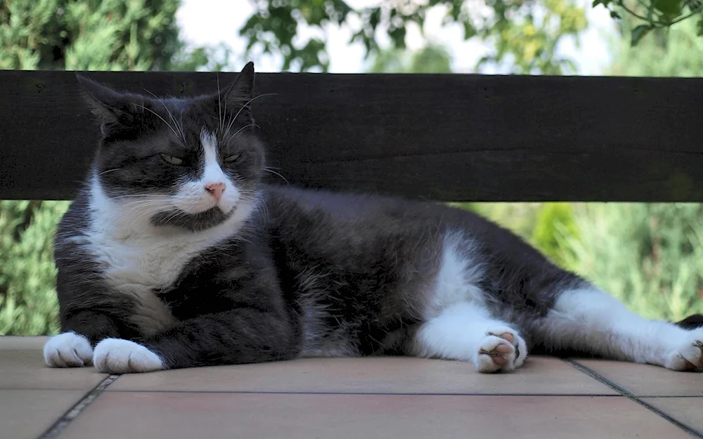 European Shorthair cat black and white