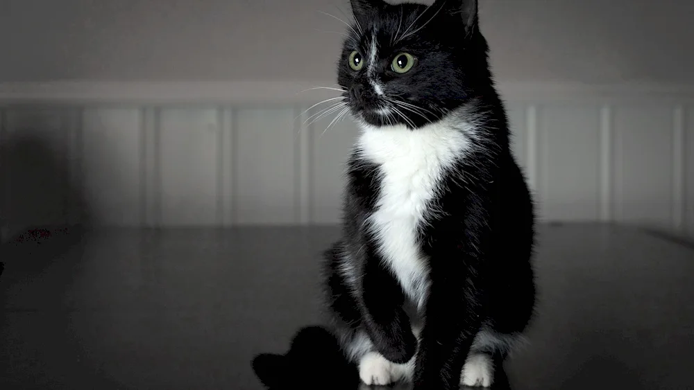 Black and white fluffy cat