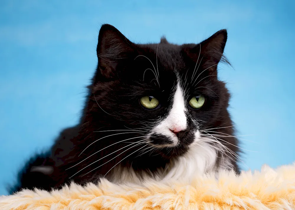 Black and white cat