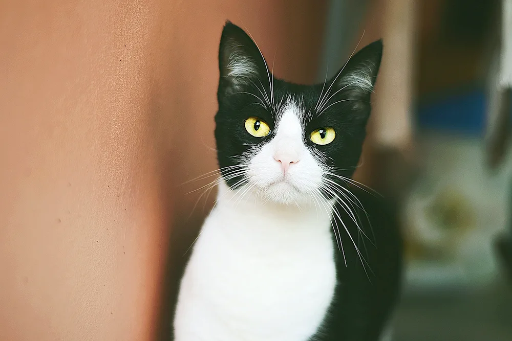 Black and white smooth-haired cat