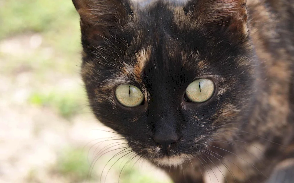 Cat with orange eyes