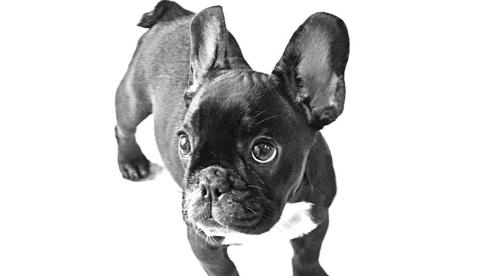 Blue Fawn French Bulldog