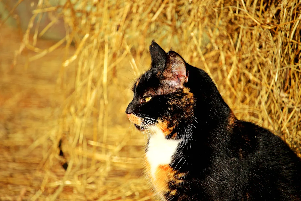 Black red cat