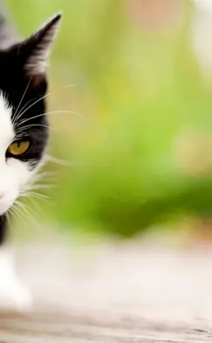 Black and white cat