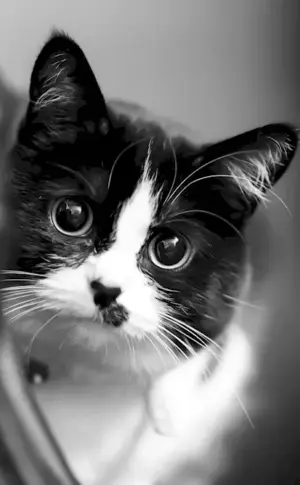 Black and white cat