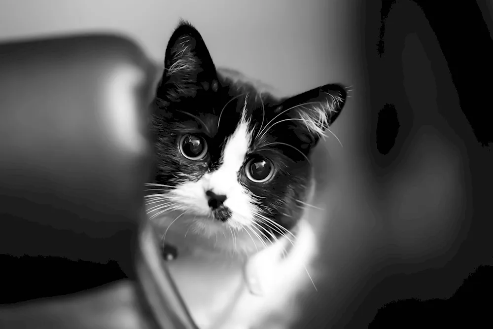 Black and white cat