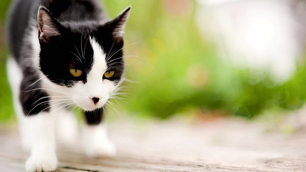 Black and white cat