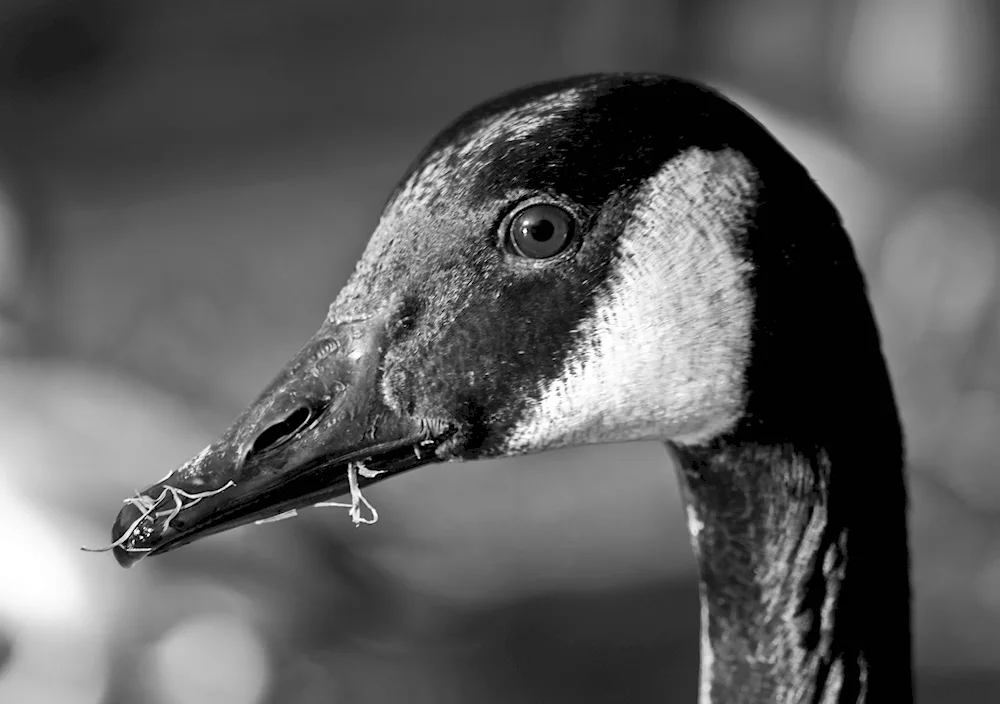 Mallard chick