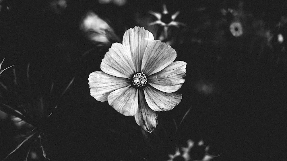Black and white flower