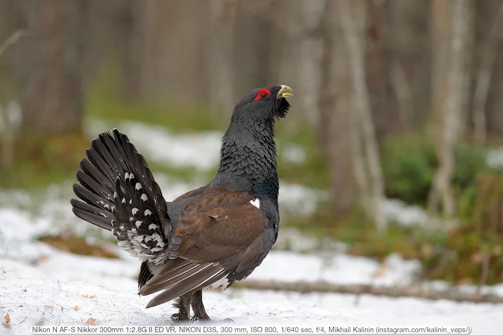 Black-bellied Grouse