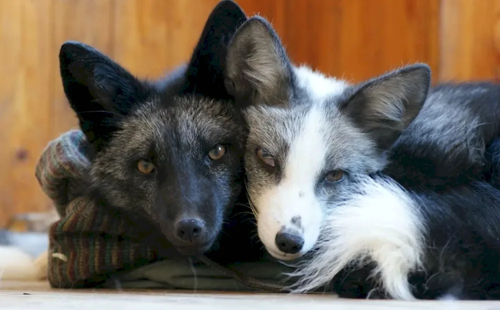 Canadian black fox