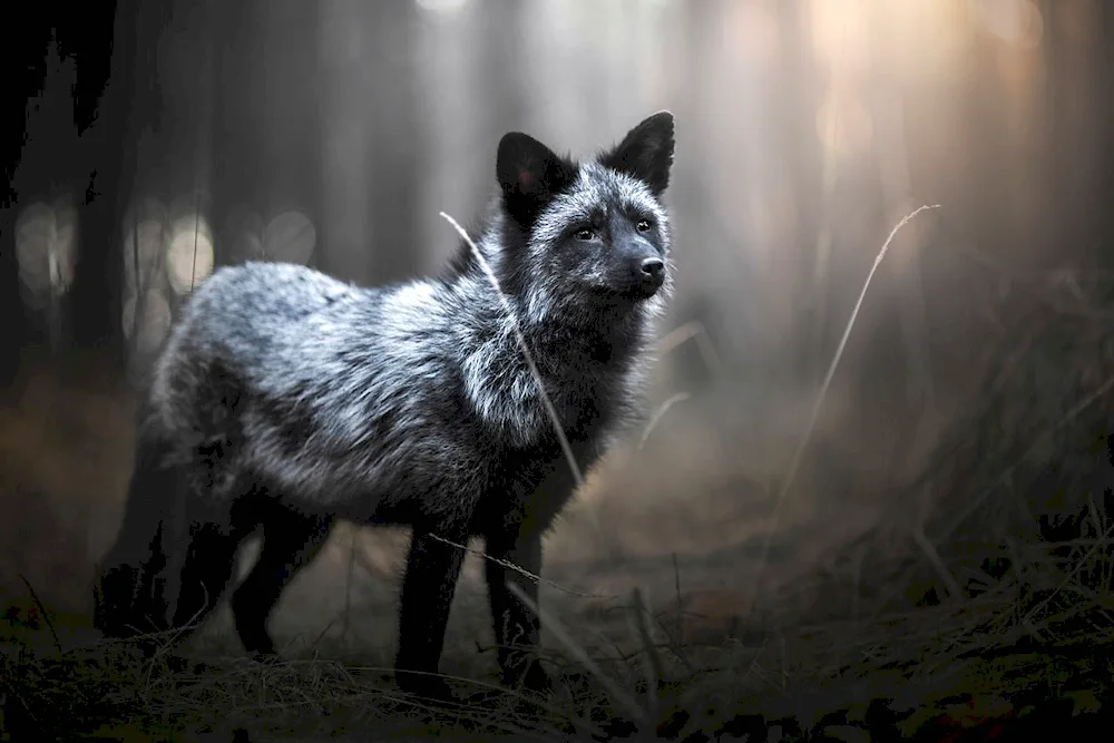 Blackmoor Fox