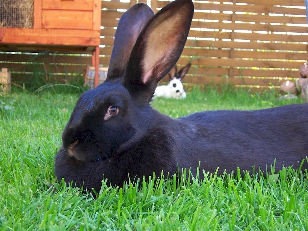 Black rabbit