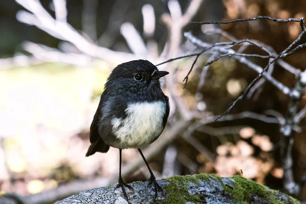 Paradise flycatcher bird