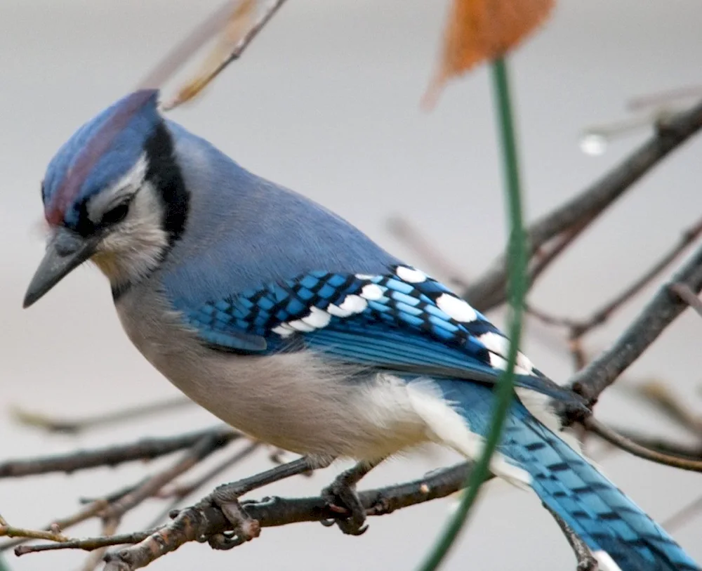 Blue bush jay