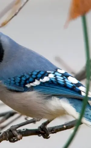 Black-headed blue jay