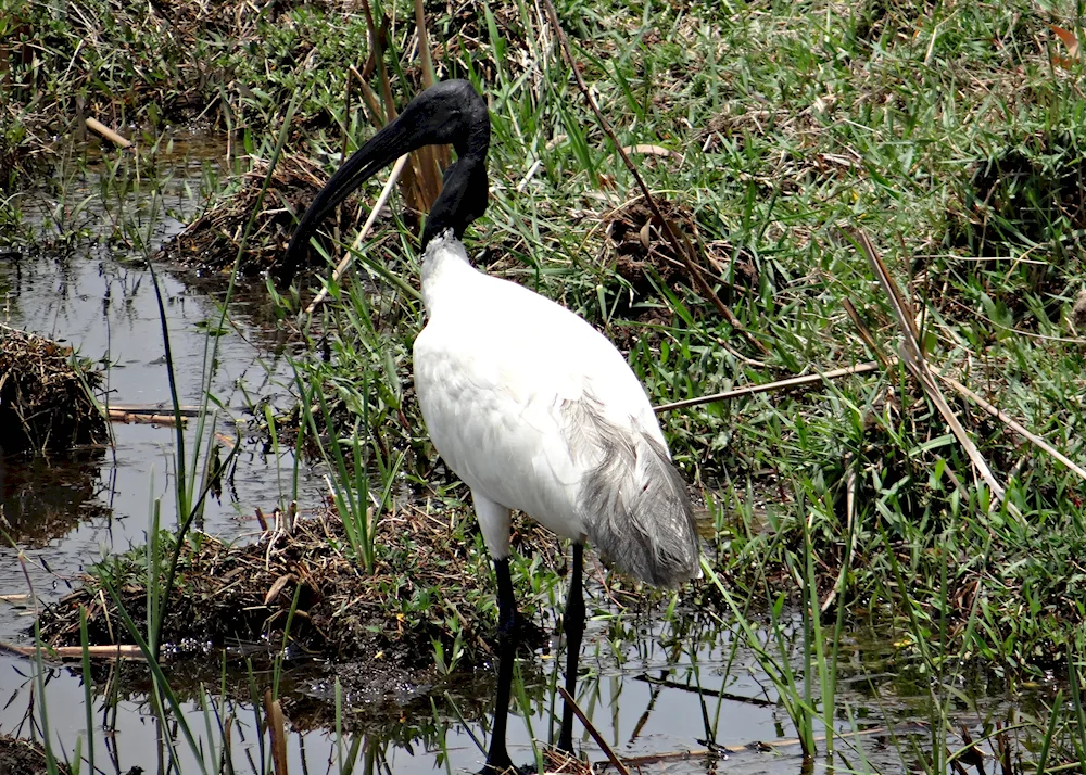 White heron Florida