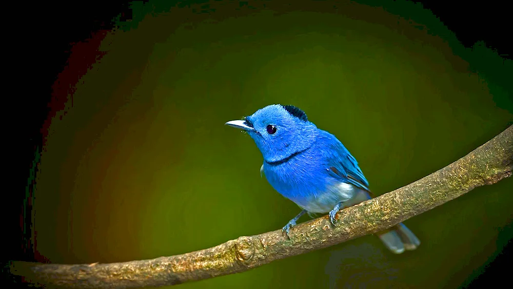 Black-headed Monarch