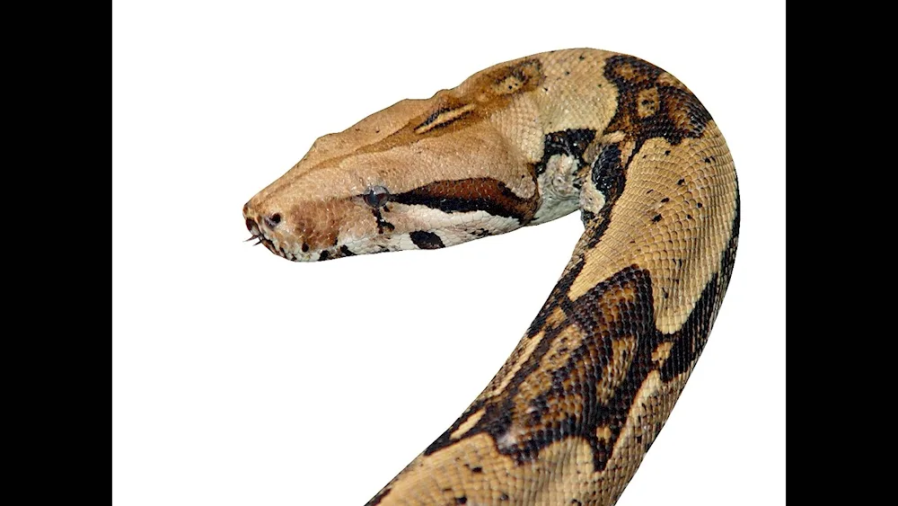 Black-headed python