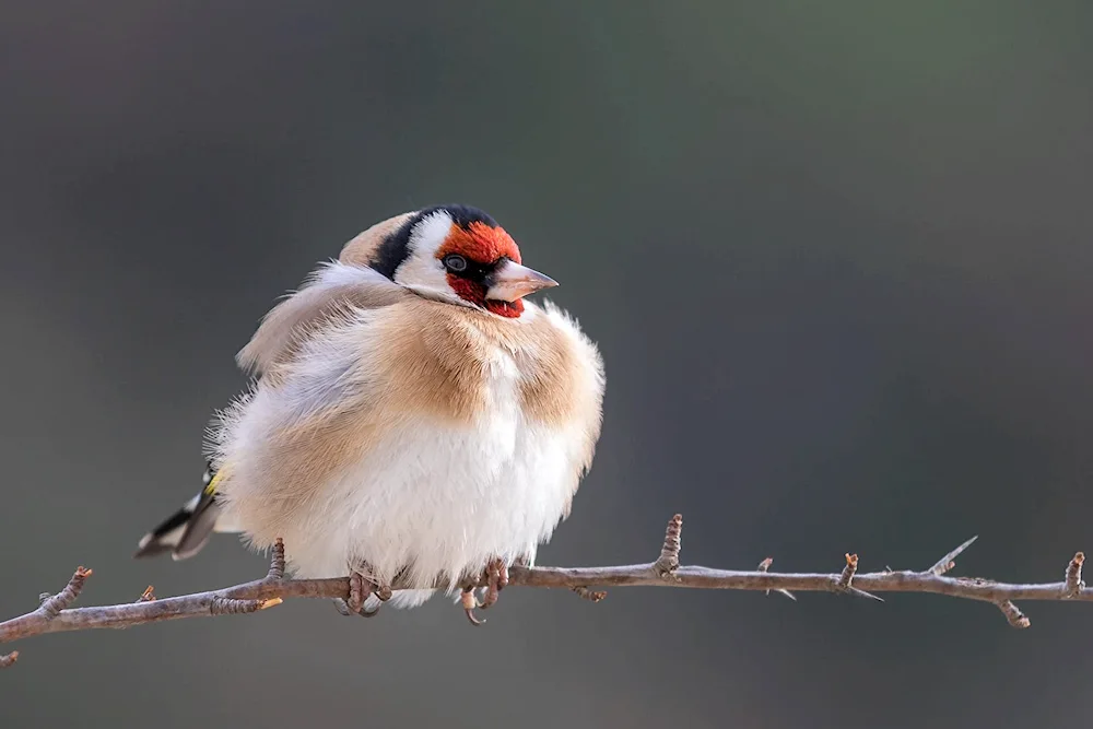 Birds and tits