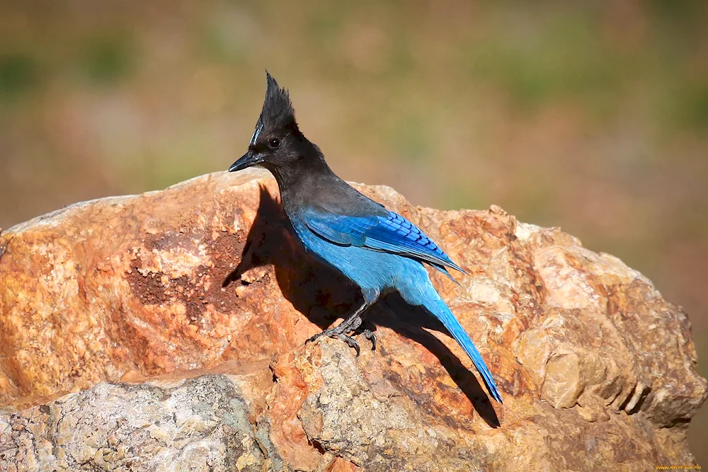 Black-crested birds