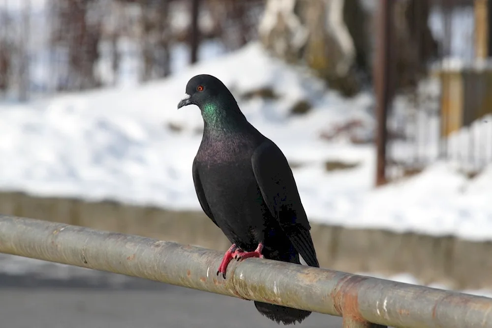 Black-throated Dove