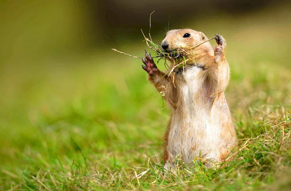 Field hamster Carbysh