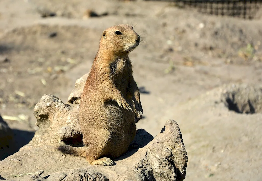 Gopher Gofer