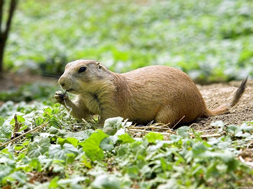 Black-tailed meadow dog